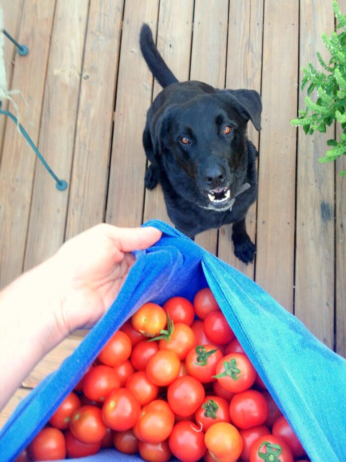 tomatoes and dogs