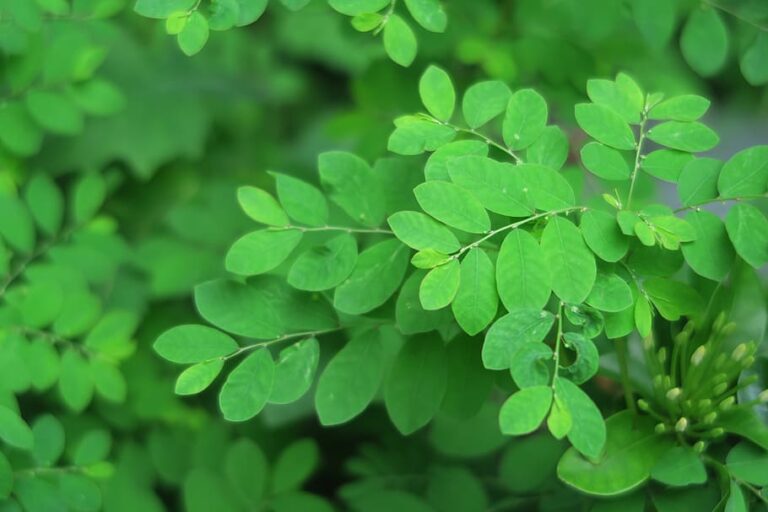 Exploring the Wonders of Moringa Seeds and Oil Unveiled