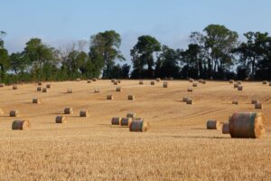 How Much is a Bale of Hay: Understanding the Costs